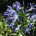 African Lily