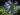 african-lily-605