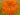 african-marigold