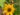 african-sunflower