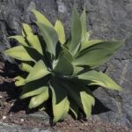 Agave Attenuata
