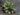agave-attenuata