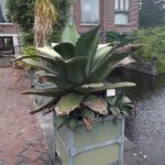 Agave Ferox (Lion's Tail Agave)