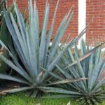 American Agave