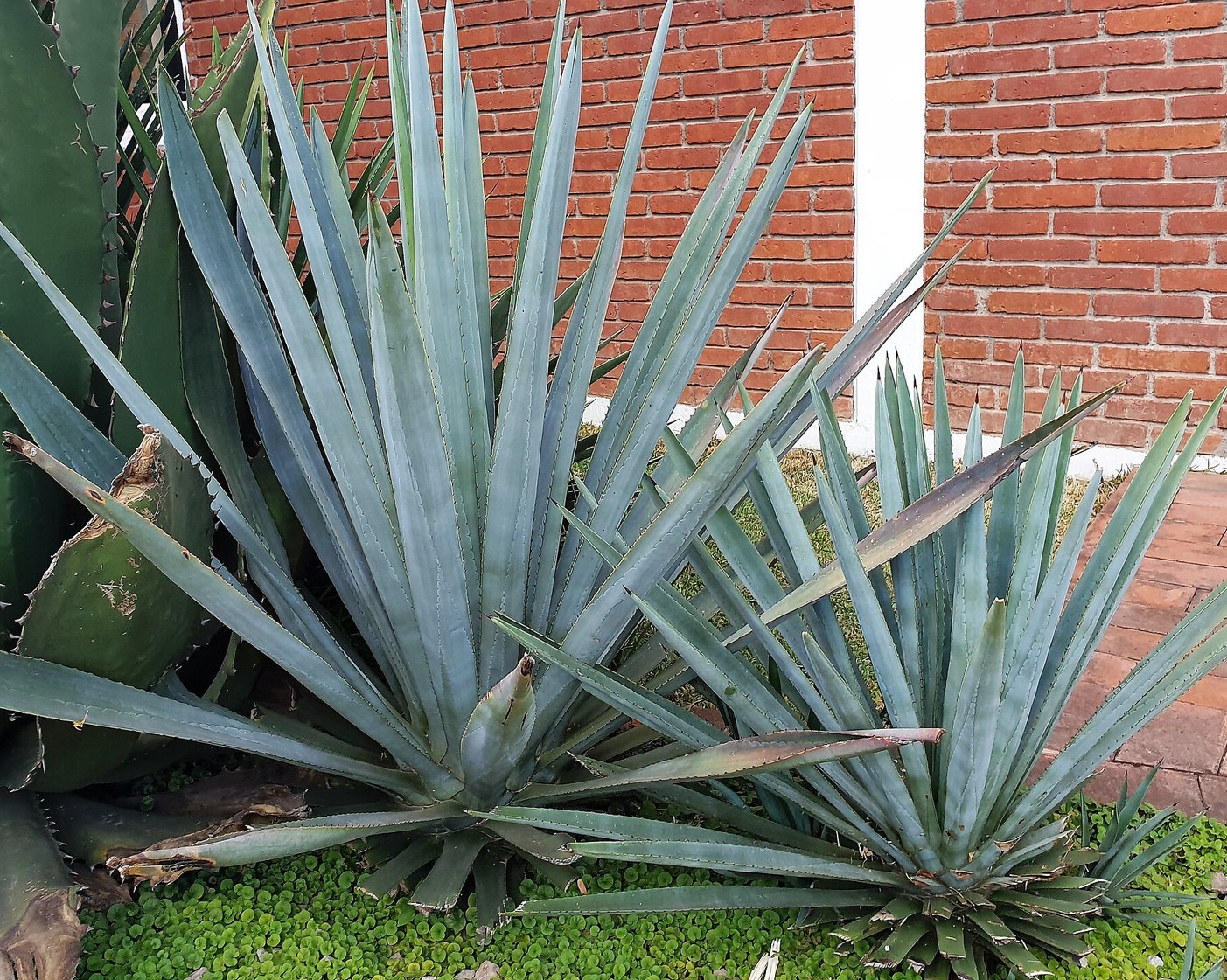 American Agave
