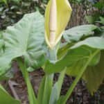 Alligator Plant