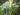 alocasia-macrorrhiza-804