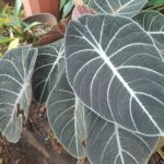 Velvet Alocasia