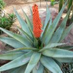 Zulu Giant (Aloe Ferox)