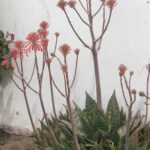 Guinea Fowl Aloe