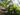 alpinia-zerumbet-884
