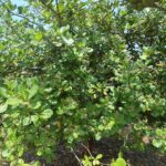 Cashew Plant