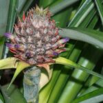 Pineapple plant
