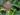 ananas-comosus-1020