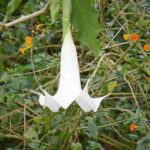 Angel's Trumpet