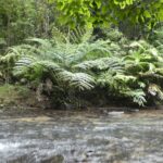 Giant Fern