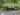 angiopteris-evecta-542
