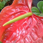 Anthurium Andraeanum