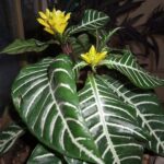 The Zebra Plant