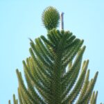 The Norfolk Island Pine