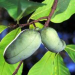 Pawpaw