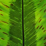 Birds Nest Fern