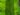 asplenium-nidus-758