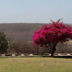 Bougainvillea