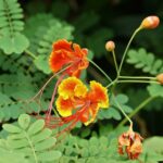 The Peacock Flower
