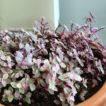 Turtle Vine