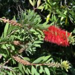 Bottlebrush