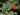 callistemon-citrinus-912