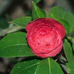 Japanese Camellia