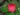 camellia-japonica-80