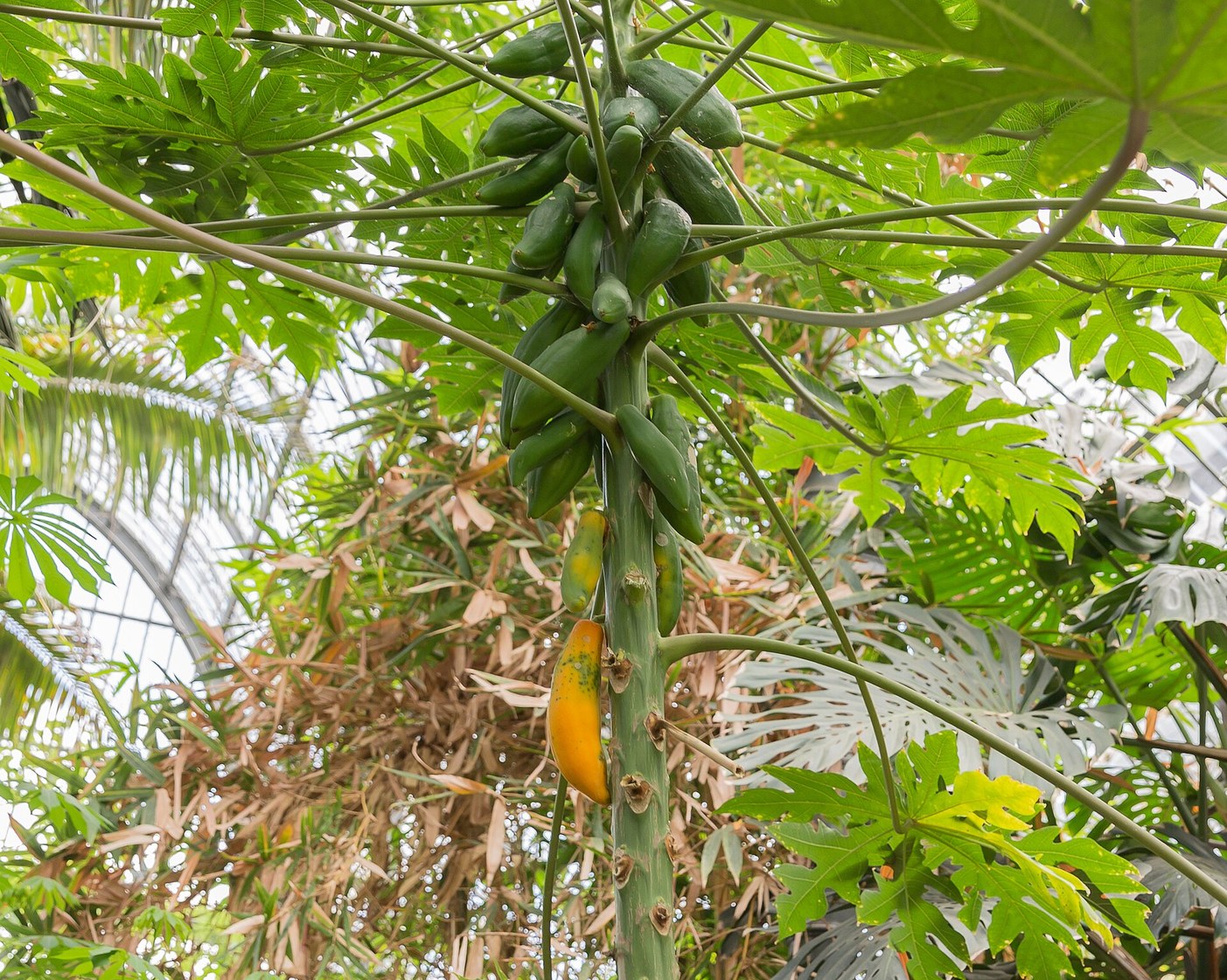 Papaya