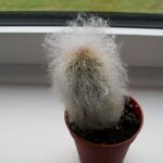 Old Man's cactus