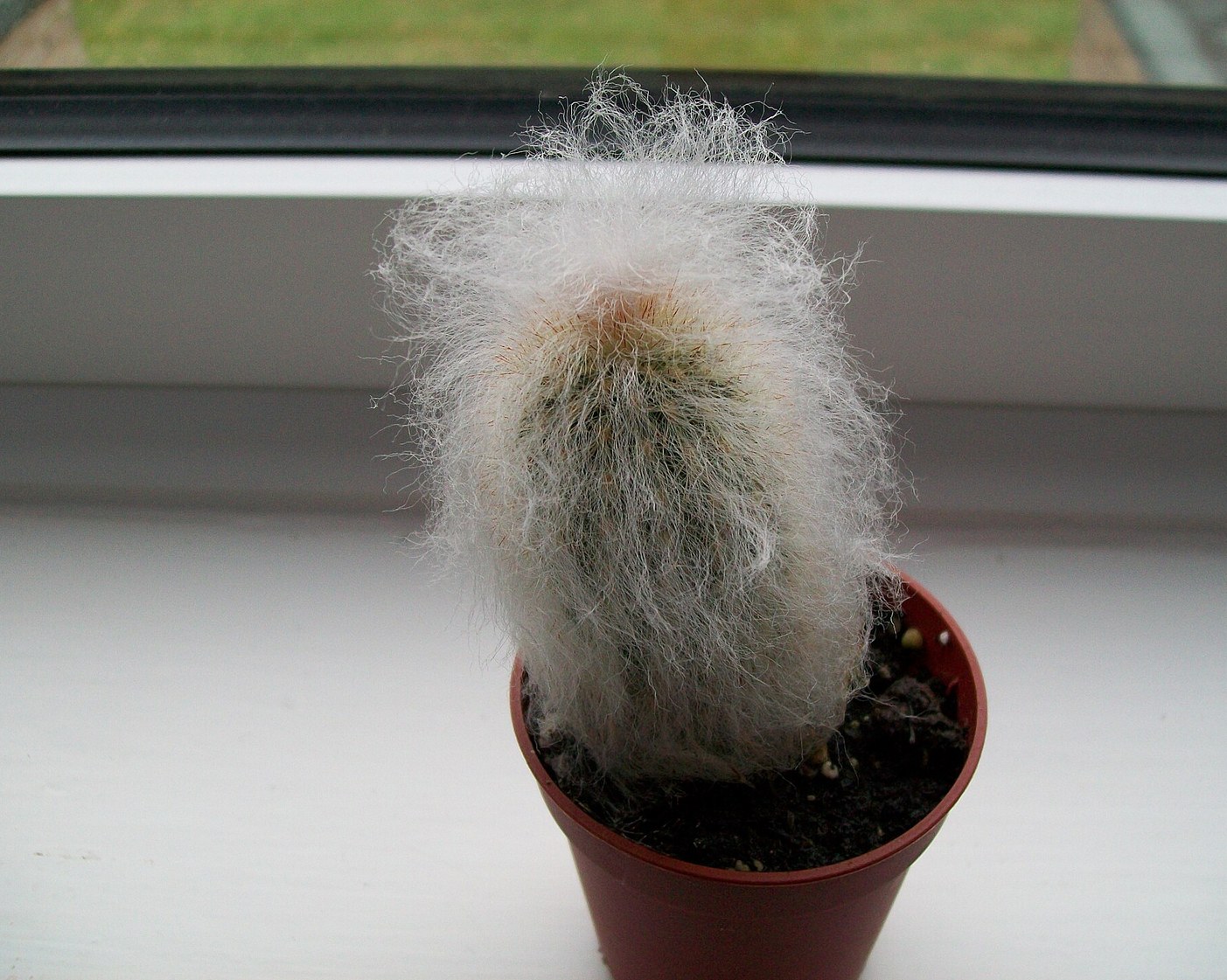 Old Man's cactus