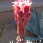 Spiral Cereus