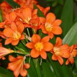 Bush Lily