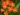 clivia-miniata-667