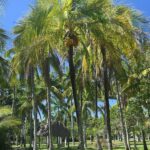 Coconut Palm