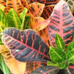 Chinese Croton