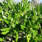 Mirror Bush