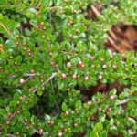 Rockspray Cotoneaster