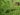 cotoneaster-horizontalis-708