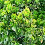 Crassula Ovata