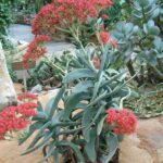 Buddha’s Temple Crassula
