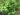 cryptomeria-japonica-544