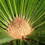 Sago Palm