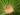 cycas-revoluta-1047